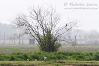 Ibis_sacro_Threskiornis_aethiopicus_Sacred_Ibis1