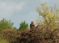 Falco di palude (1)