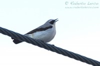 Culbianco_Wheatear11