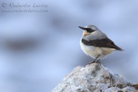 Culbianco_Wheatear10