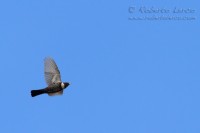 Merlo_dal_collare_Turdus_torquatus_Ring_Ouzel1