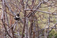 Merlo_dal_collare_Turdus_torquatus_Ring_Ouzel2