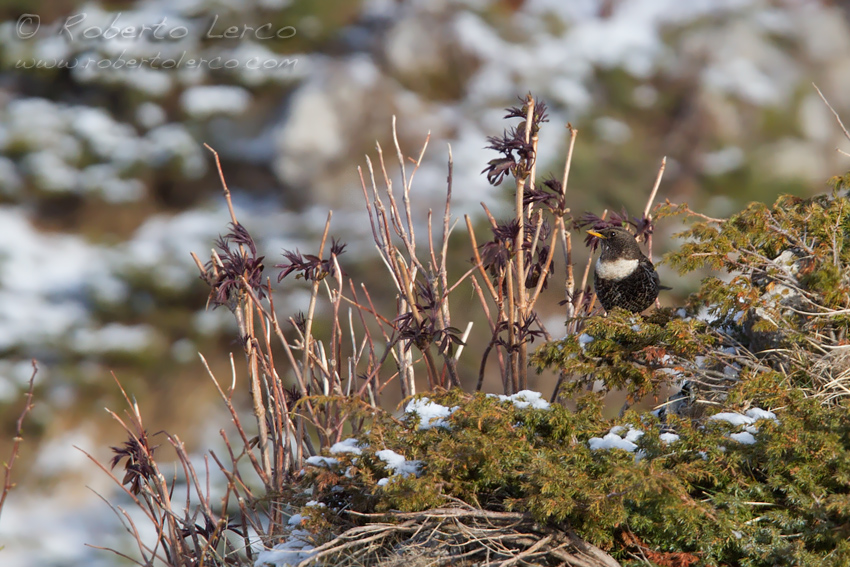 Merlo_dal_collare_Turdus_torquatus_Ring_Ouzel3