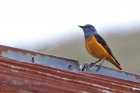 Codirossone_Monticola_saxatilis_Rofous-tailed_Rock_Thrush_sd