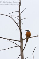 Codirossone_Monticola_saxatilis_Rofous-tailed_Rock_Thrush2