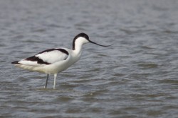 Avocetta Recurvirostra avosetta Pied Avocet