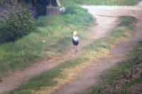 Gru coronata Balearica regulorum Grey crowned Crane