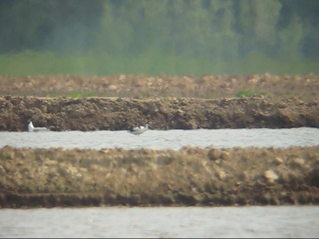 avocetta