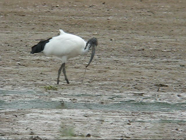 ibis2