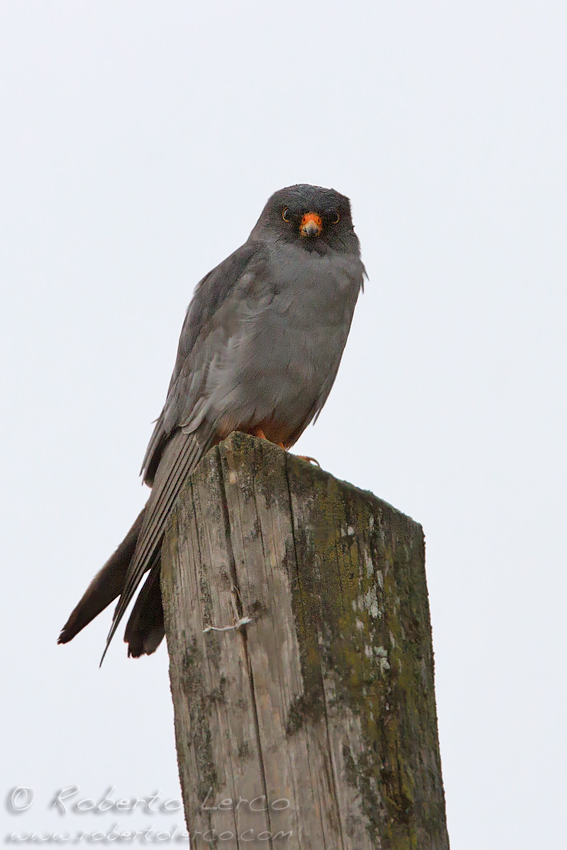 Falco_cuculo_Falco_vespertinus_Red-footed_Falcon2