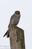 Falco_cuculo_Falco_vespertinus_Red-footed_Falcon2