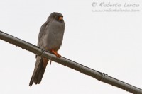 Falco_cuculo_Falco_vespertinus_Red-footed_Falcon1