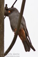 Falco_cuculo_Falco_vespertinus_Red-footed_Falcon3