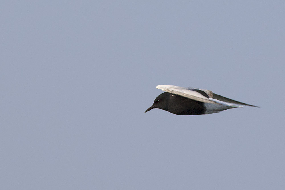 White-winged Tern