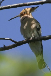 Upupa	Upupa epops	Hoopoe