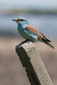 Ghiandaia marina	Coracias garrulus	European Roller