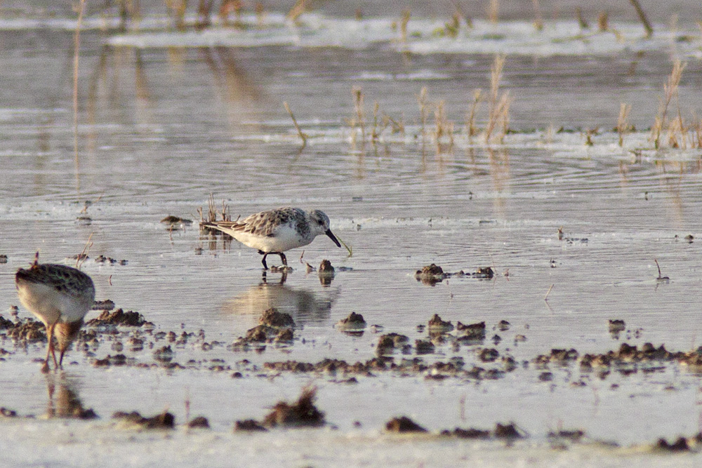 Sanderling