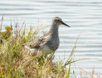 Piovanello pettorale Calidris melanotos Pectoral Sandpiper