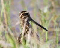 Croccolone Gallinago media Great Snipe