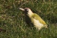 Picchio verde	Picus viridis	Green Woodpecker