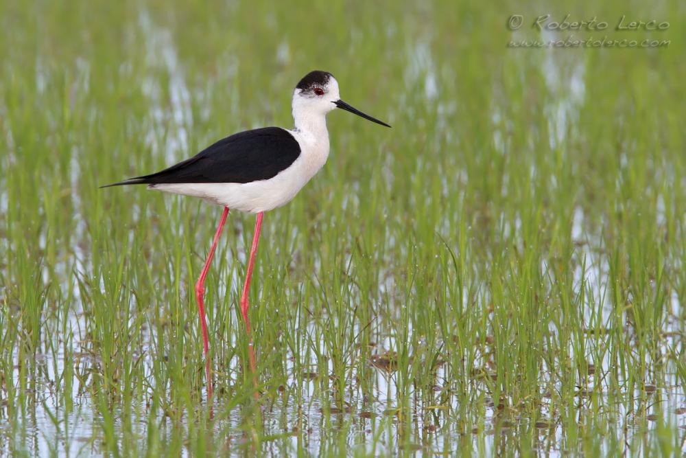 Italia_Himantopus_himantopus_Black-winged_Stilt10_1200