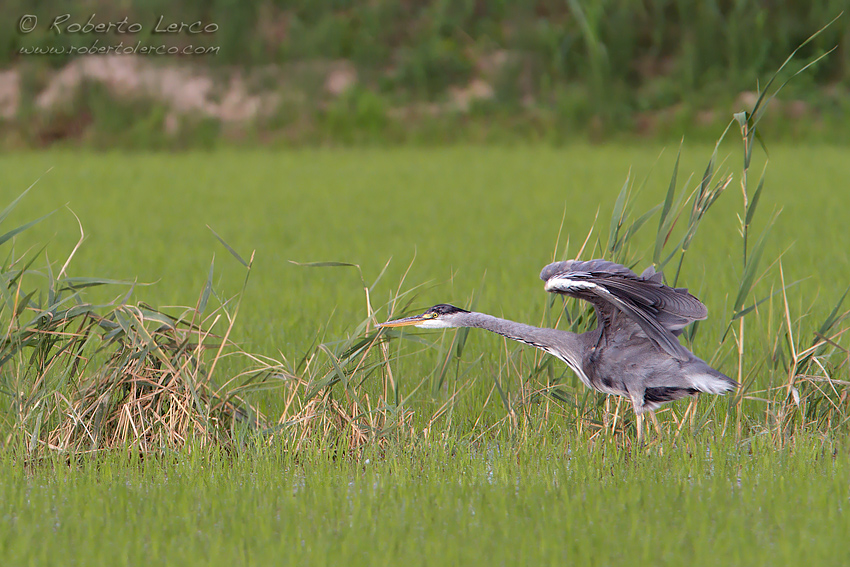 Airone_cenerino_Ardea_cinerea73_850