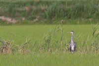 Airone_cenerino_Ardea_cinerea72_850