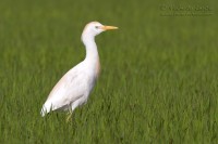 Airone_guardabuoi_Bubulcus_Ibis4_850