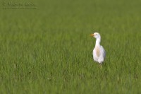 Airone_guardabuoi_Bubulcus_Ibis2_850