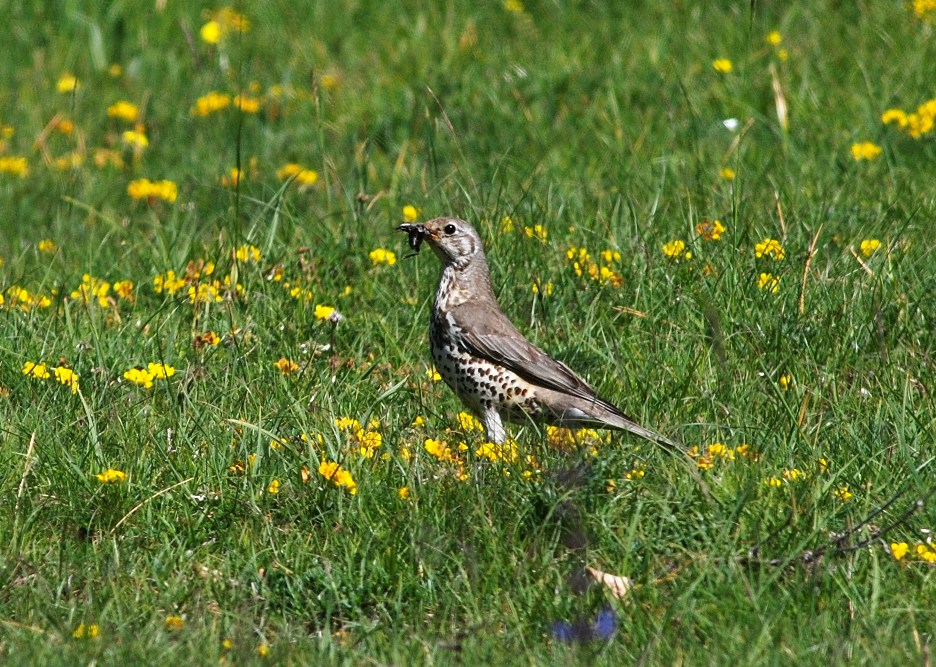 Tordela