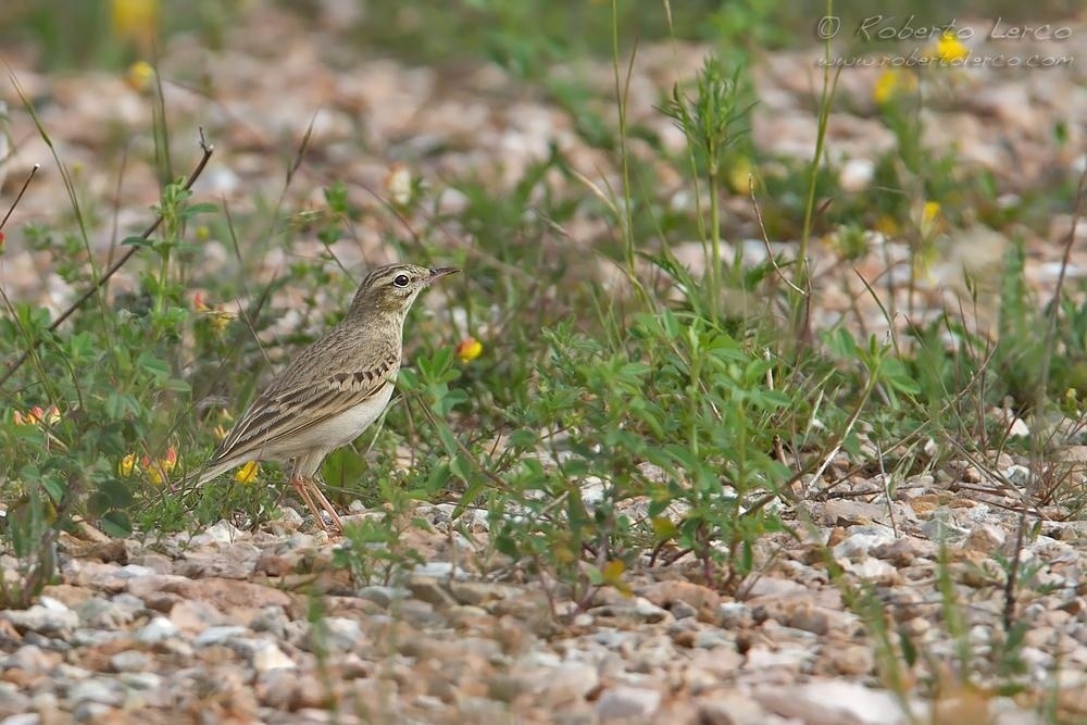 Calandro_Anthus_campestris_Tawny_Pipit0_1000