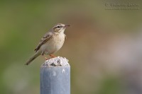 Calandro_Anthus_campestris_Tawny_Pipit6_1000