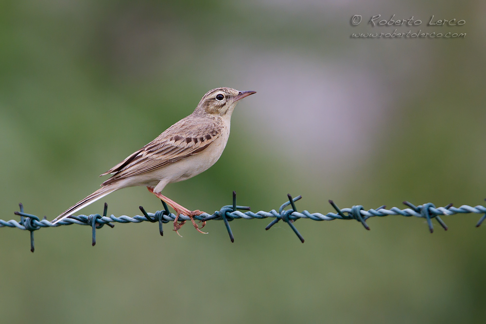 Calandro_Anthus_campestris_Tawny_Pipit5_1000