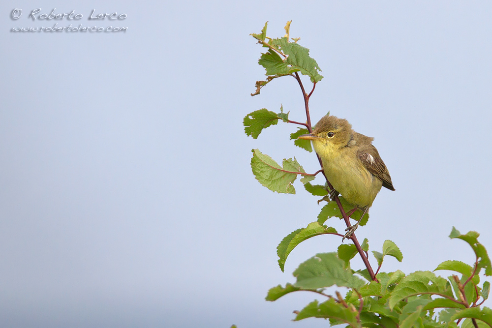 Canapino_comune_Hyppolais_polyglotta_Melodius_Warbler6_1000