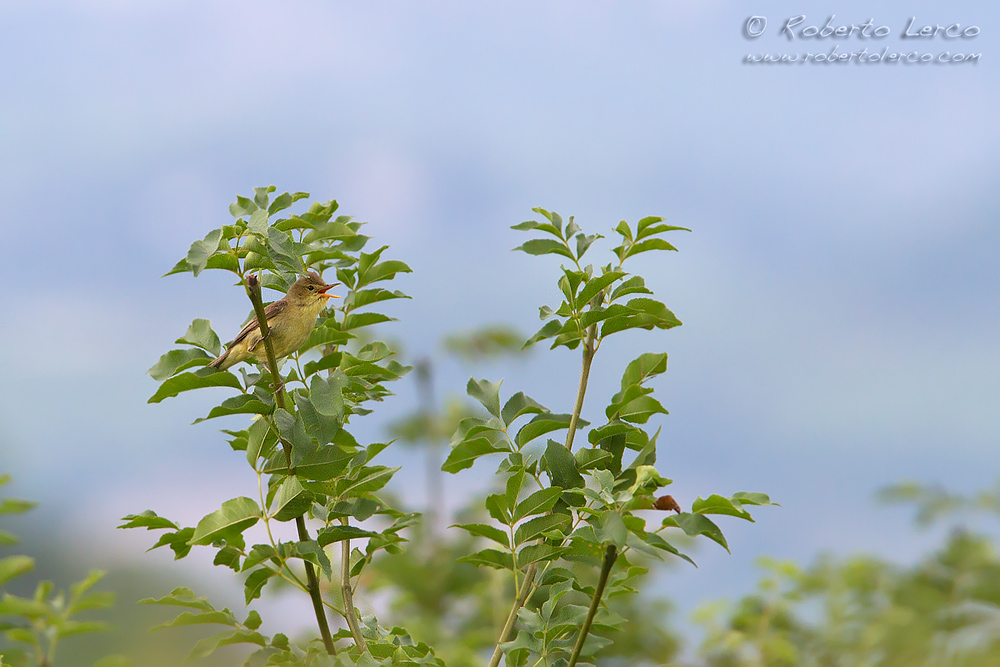 Canapino_comune_Hyppolais_polyglotta_Melodius_Warbler2_1000