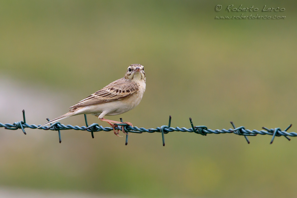 Calandro_Anthus_campestris_Tawny_Pipit21_1000