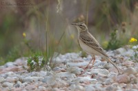 Calandro_Anthus_campestris_Tawny_Pipit2_1000