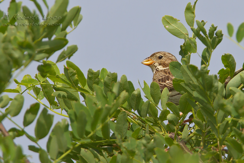 Strillozzo_Emberiza_calandra_Corn_Bunting2_1000