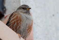 Sordone	Prunella collaris	Alpine Accentor