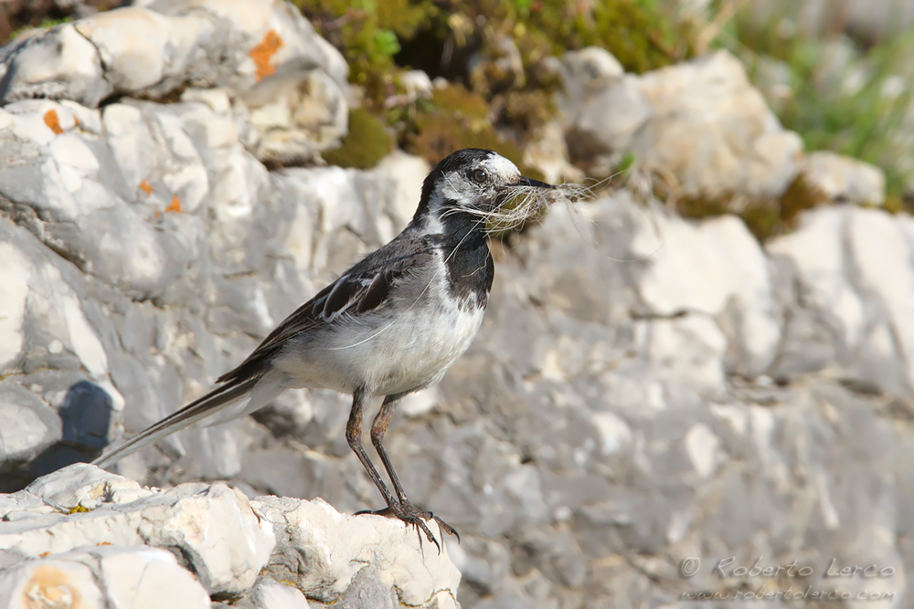 Ballerina_bianca_Motacilla_alba_White_Wagtail6_1000