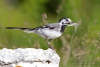 Ballerina_bianca_Motacilla_alba_White_Wagtail7_1000