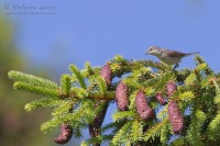 Bigiarella_Sylvia_curruca_Lesser_Whitethroat0_1000