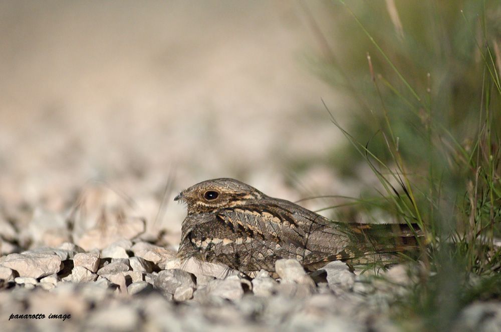 Caprimulgus