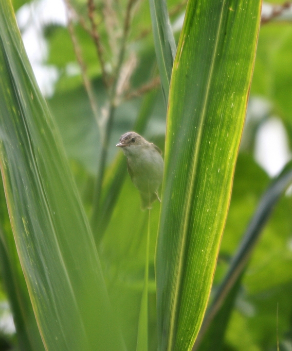 c.verdognola