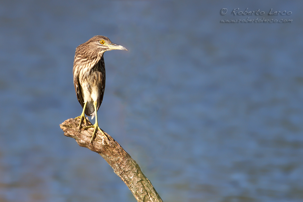 Nitticora_NyctYcorax_nictycorax_Night_Heron1_1000