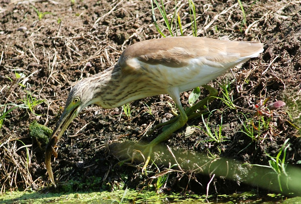 sgarza ciuffetto (23)