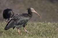 Ibis eremita Geronticus eremita Bald Ibis