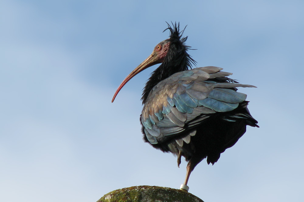 Ibis eremita