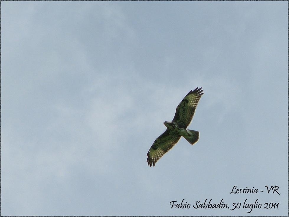 Buteo buteo_Poiana_comune_30.07.11_leggera