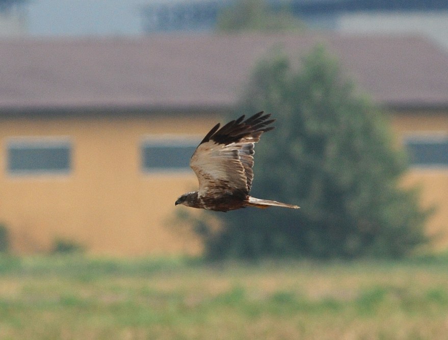 falco palude